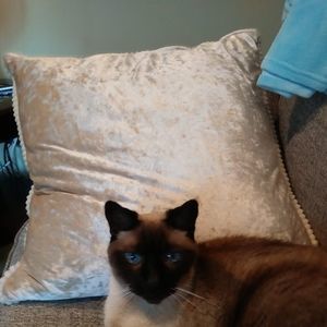 Meet your Posher, Darlene